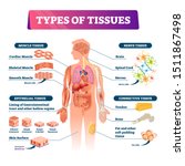 types of tissues vector... | Shutterstock .eps vector #1511867498