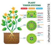 plant tissue systems vector... | Shutterstock .eps vector #1520495378