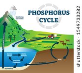 Phosphorus Cycle Vector...