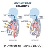 mechanism of breathing as... | Shutterstock .eps vector #2048318702