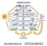 trophic levels in water... | Shutterstock .eps vector #2052638462