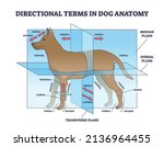 Directional Terms In Dog...