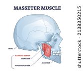 masseter muscle as mastication... | Shutterstock .eps vector #2138350215