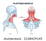 platysma muscle as human neck... | Shutterstock .eps vector #2138429145