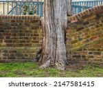 Trunk of old tree with a brick wall built through it near Grace Episcopal Church (off camera), built in 1697, in the historic district of Yorktown, Virginia, USA