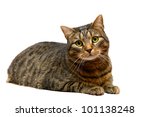 Large Adult Tabby Cat  Isolated ...