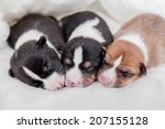 Newborn Basenji Puppies