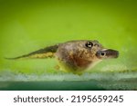 Small photo of The Brazilian horned frog tadpole eats other tadpole