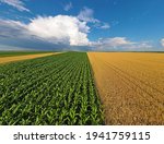Aerial view corn  sunflower and ...