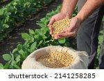 Soybean grain in a hands of...