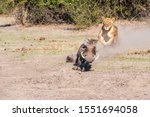 Lioness chase, lioness starting chase on warthog
