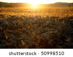 Sunrise over the wheat fields