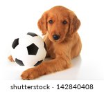 Cute Puppy With A Soccer Ball ...