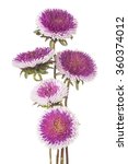 Small photo of Studio Shot of Magenta and White Colored China Aster Flowers Isolated on White Background. Large Depth of Field (DOF). Macro.