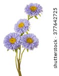 Small photo of Studio Shot of Blue Colored China Aster Flowers Isolated on White Background. Large Depth of Field (DOF). Macro.