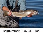 Small photo of Big Lahotan cutthroat trout caught and released at Pyramid Lake near Reno, Nevada on the Paiute Indian Reservation