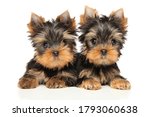 Two Yorkshire Terrier Puppies lie and look at the camera on a white background
