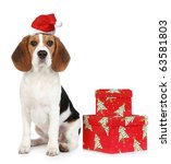 Beagle Puppy With Santa Hat And ...