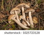 Birch Bolete Mushrooms On The...