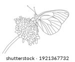 Black Veined White Butterfly On ...