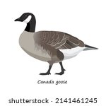 Canada goose isolated on white background. Vector illustration
