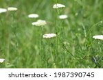 Common Yarrow In Bloom With A...