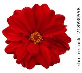 Red flower isolated