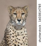 Cheetah  Acinonyx Jubatus...