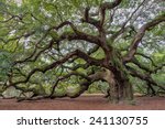Old Southern Live Oak  Quercus...