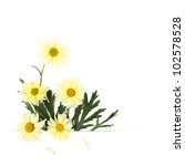 daisy flowers | Shutterstock . vector #102578528