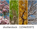 Four seasons as a collage