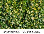 Yellow colored ivy, Hedera helix, gold ivy