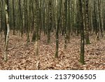 Birch Trunks In A Forest In...