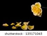 Macro Of Yellow Rose With...