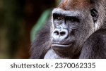 Small photo of Close-up portrait of a gorilla with a wistful expression