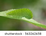 Scarce Swallowtail Caterpillar...