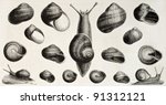 Edible Snails Old Illustration  ...
