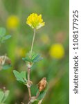 Small photo of Yellow flowers of Black medick, also known as Hop clover or Nonesuch