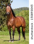 Portrait Of Nice Quarter Horse