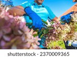Small photo of Caucasian Gardener Trimming Hortensia Flowers Removing Dead and Ugly Parts