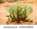 Large and widespread green prickly pear cactus Sonora Desert Arizona