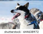 Siberian husky brief rest in Yukon Quest 1,000 Mile International Sled Dog Race