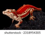 Small photo of New Caledonia Bumpy Gecko (Rhacodactylus auriculatus)
