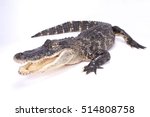 American alligator,Alligator mississippiensis