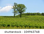 Vineyards Of North Georgia  Usa ...