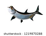 Tarpon Fish Mount With Isolated ...