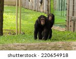 A Wildlife Shot Of Chimpanzees...