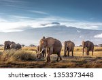 Herd Of Large African Elephants ...