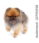 Small photo of An active Pomeranian Dog walking froward with mouth open.