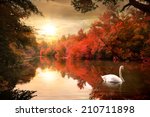 Swan On The Autmn River At...